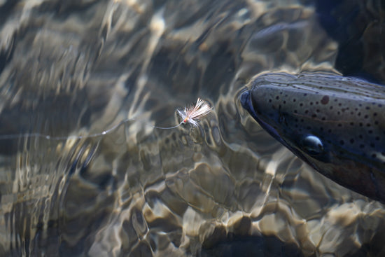 fishing rene vaz grayling river fishing dry flies manic tackle project