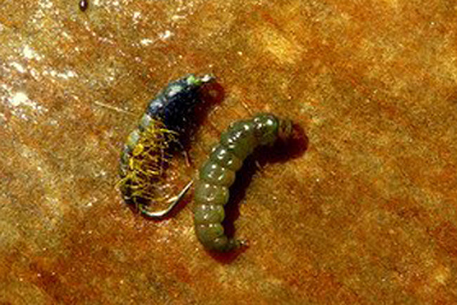 Korbays Czech nymphs