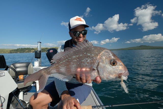 Snapper on fly New Zealand