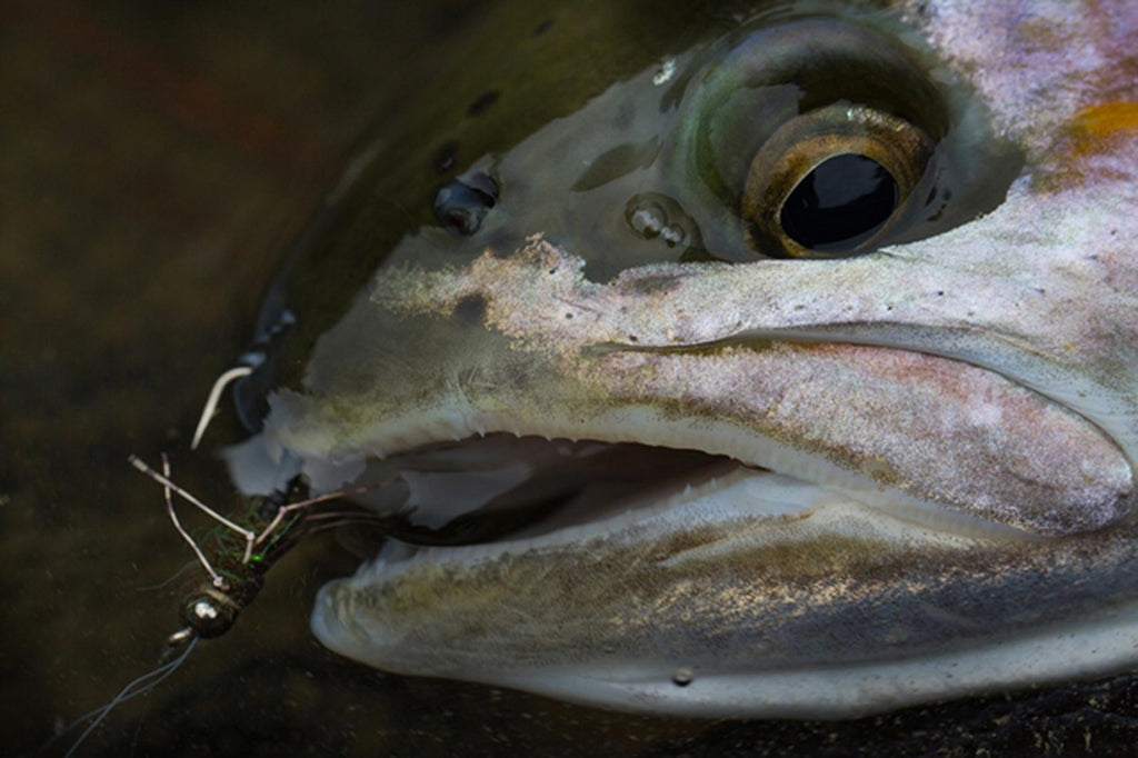 Stone Flies  A Guide To Fly Patterns – Manic Tackle Project