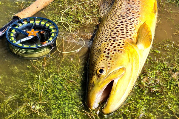 Airflo Bandit Fly Fishing Line