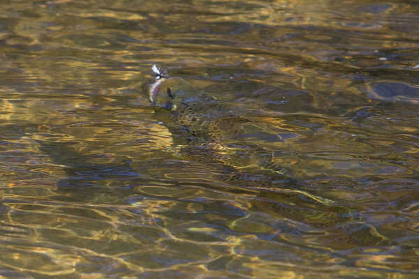 Rising Trout eats Fishing Fly