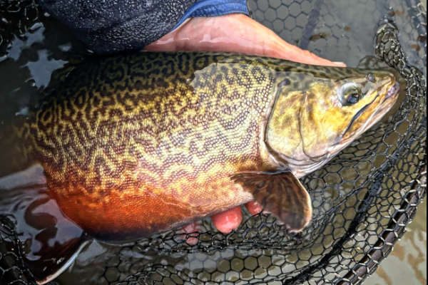 Tiger Trout Victoria Winter Fly Fishing