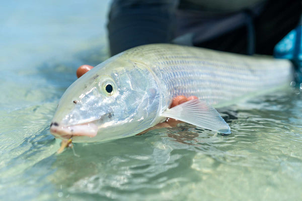 Saltwater Fly Fishing Aitutaki