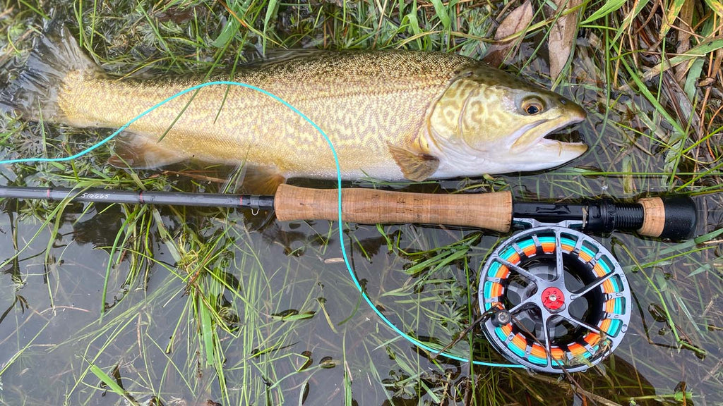 Airflo Ridge 2.0 fly line with a tiger trout