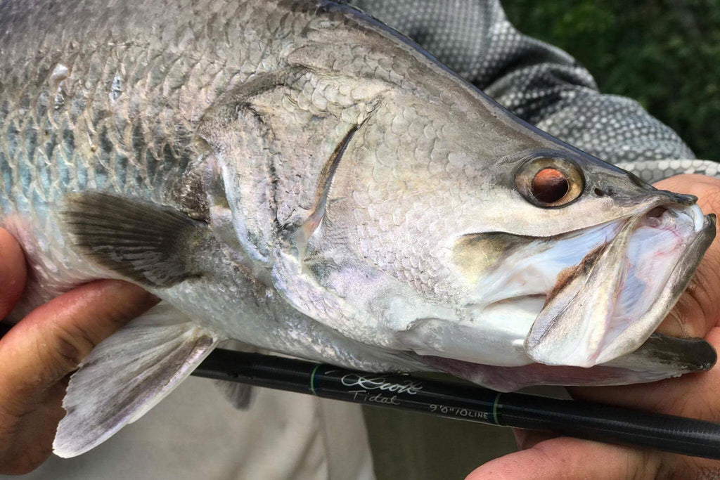 Big barramundi