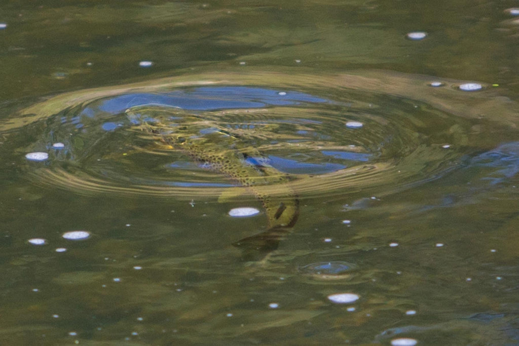 The rise form of a feeding trout