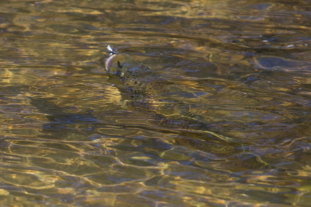 A brown trout rising to a dry fly
