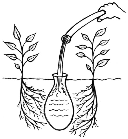 Irrigation par jarre — Wikipédia