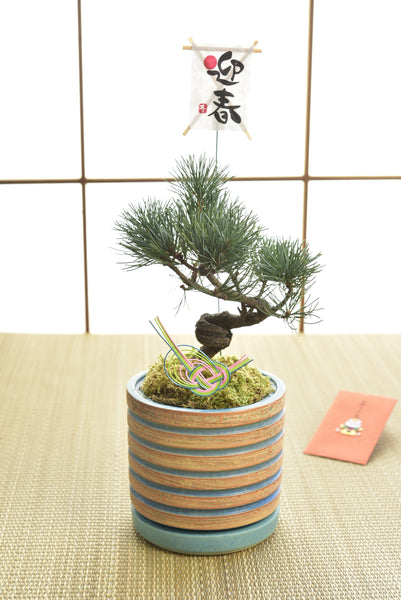 black pine