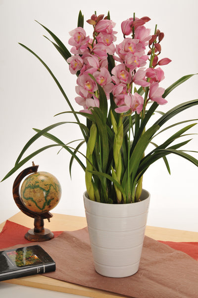 Cymbidium standard type