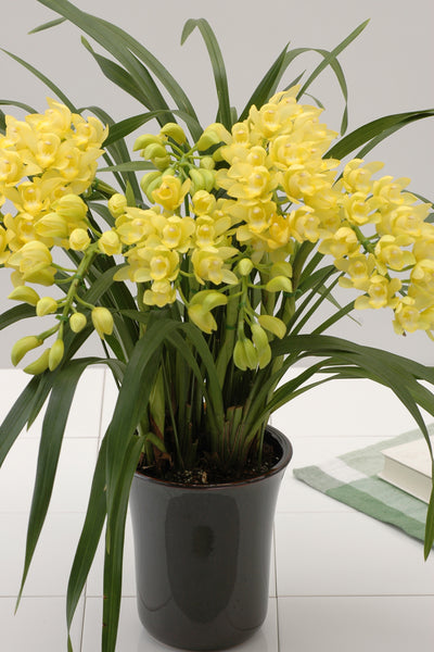 Cymbidium arch type