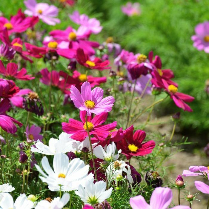 Cosmos 'Sensation mix' – Seed Street Australia