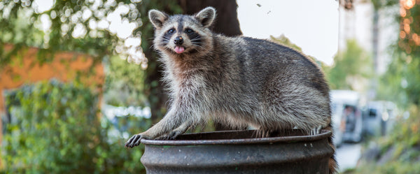 A Raccoon sitting on a trash can. 