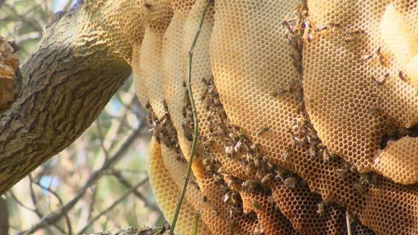 Bee Hive |Emassk Global