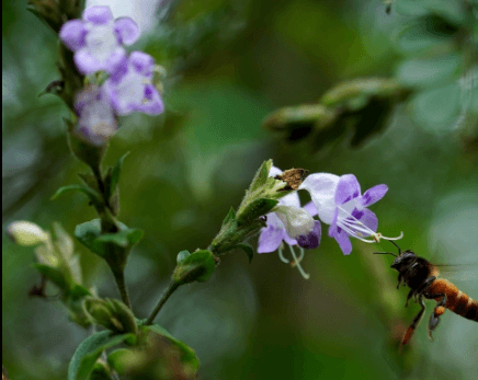 bees sucking honey from kurunji flower