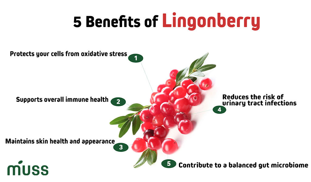 five lingonberry health benefits
