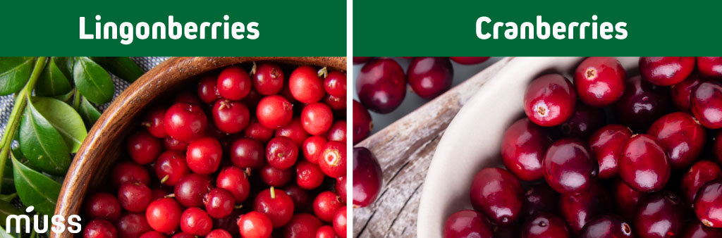 lingonberry vs cranberry