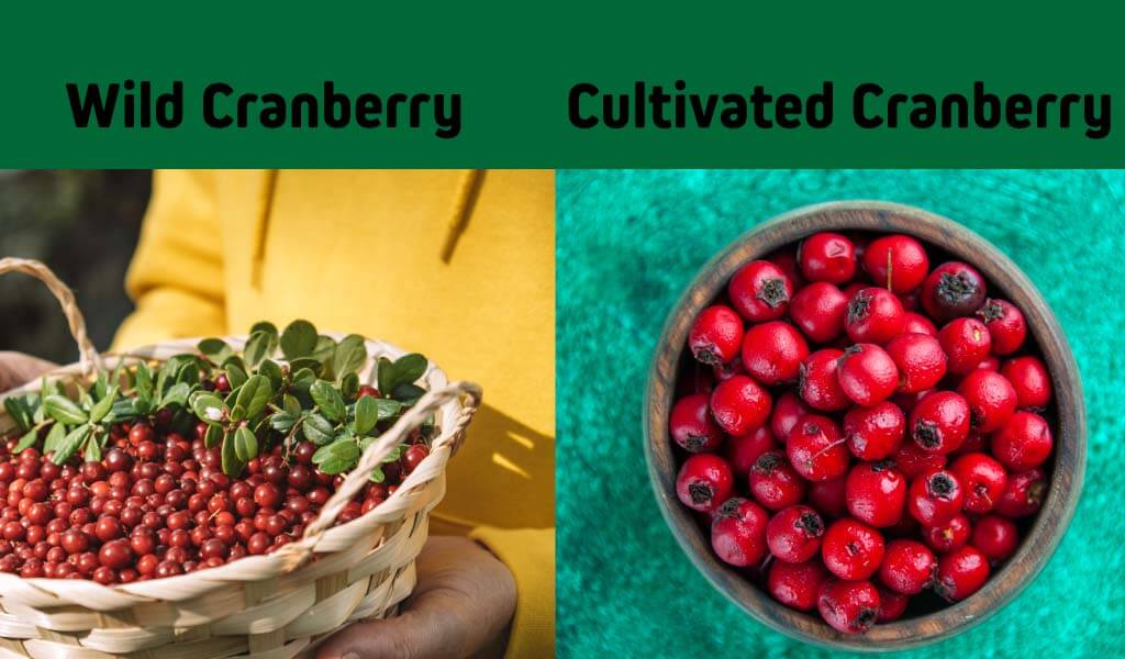 Wild Cranberries vs Cultivated Cranberries