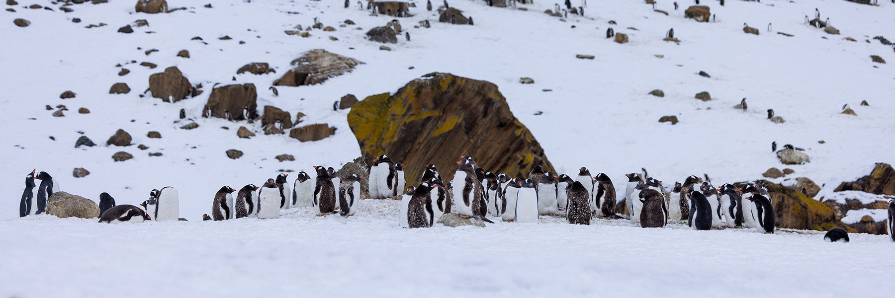 Artem-Shestakov-The-Perfect-Shot-Antarctica