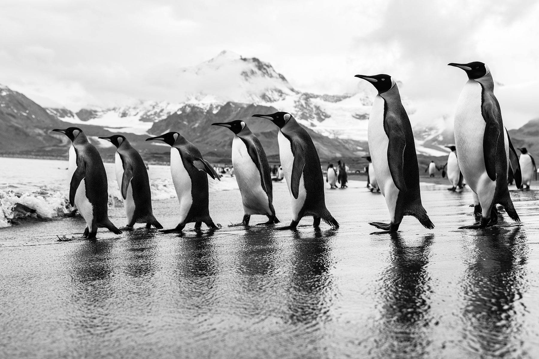 Group of king penguins gracefully performing the Moonwalk along a stunning beach at South Georgia Island by Artem Shestakov