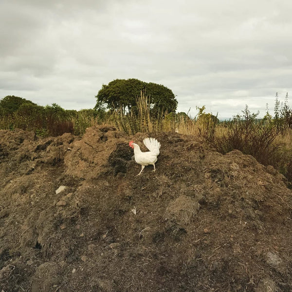 A chicken on a Mound of Earth