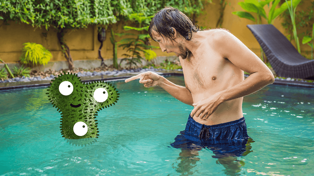 HOW TO GET RID OF MESSES ALGAE IN YOUR SWIMMING POOLS – FAST FOR