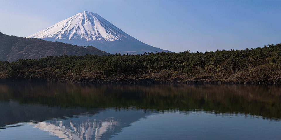 The Aokigahara forest, where about a hundred people come to commit suicide every year