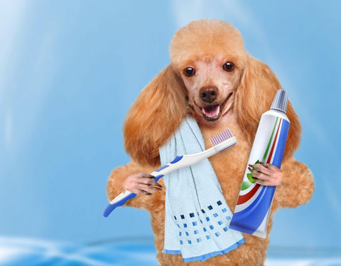 Dog Brushing Teeth - Pets Love Surprises
