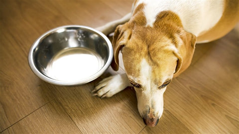How often should you change your pet's water?