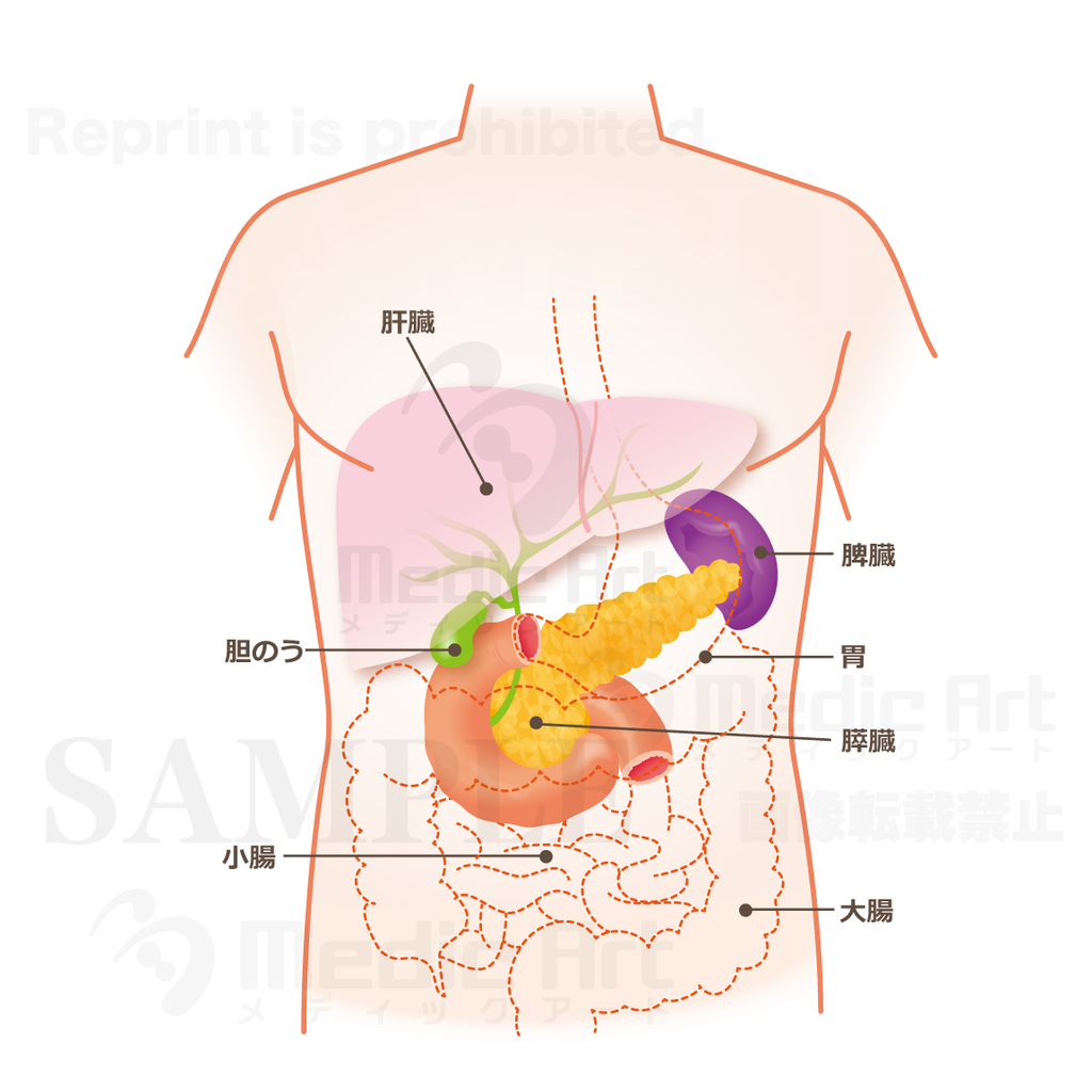 膵臓の位置はこのあたり 上半身 肝臓 胆のう 膵臓 文字付