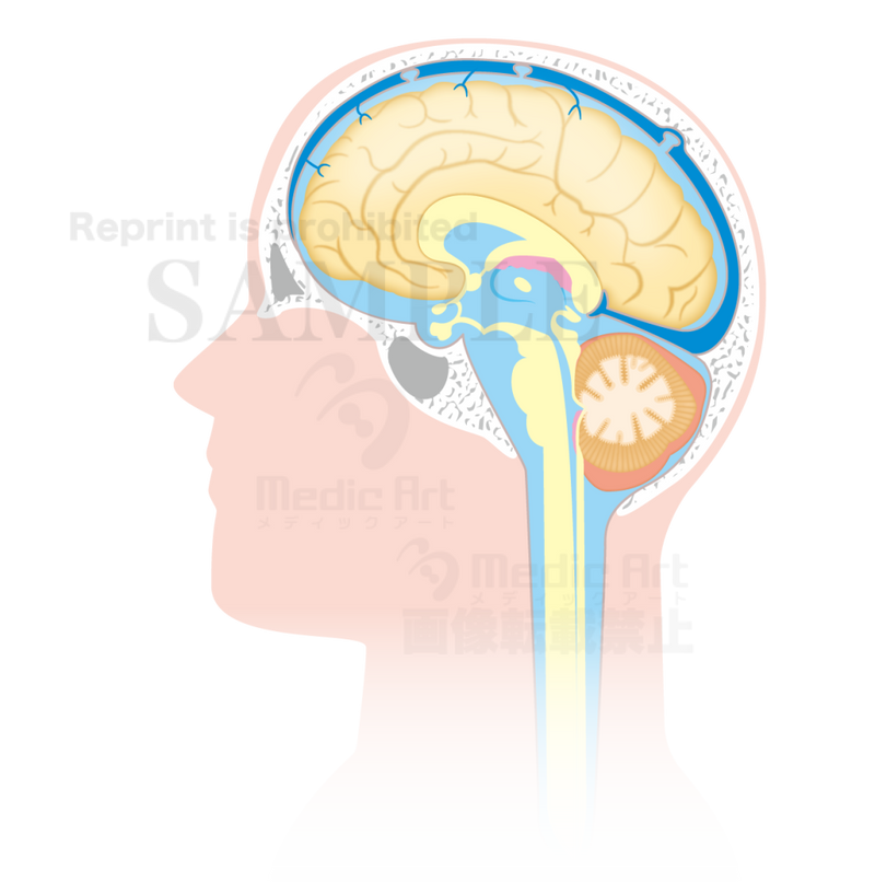 脳脊髄液の循環 矢状断 しじょうだん 矢印なし