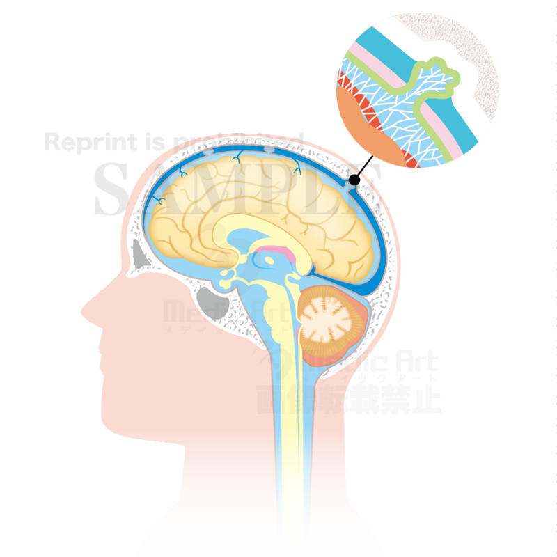 脳脊髄液の循環 矢状断 しじょうだん 矢印なし クモ膜下