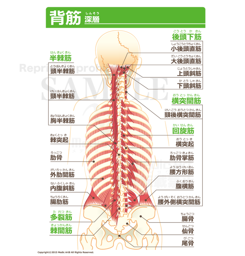 Back Muscles The Deepest Layer With Japanese Characters