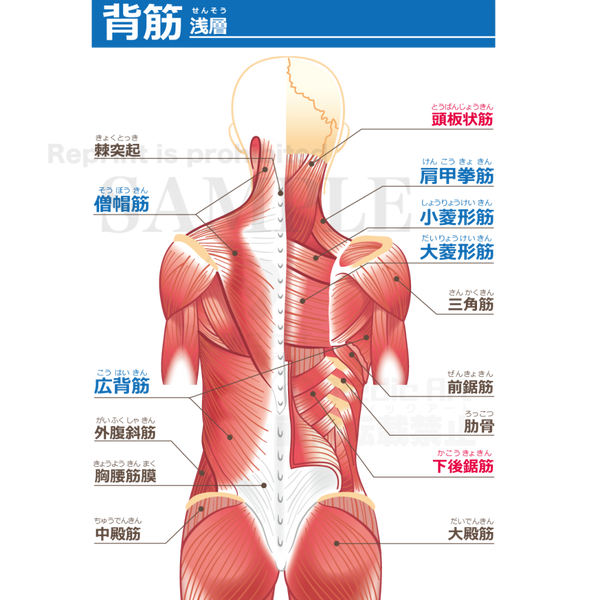 Back Muscles With Japanese Characters