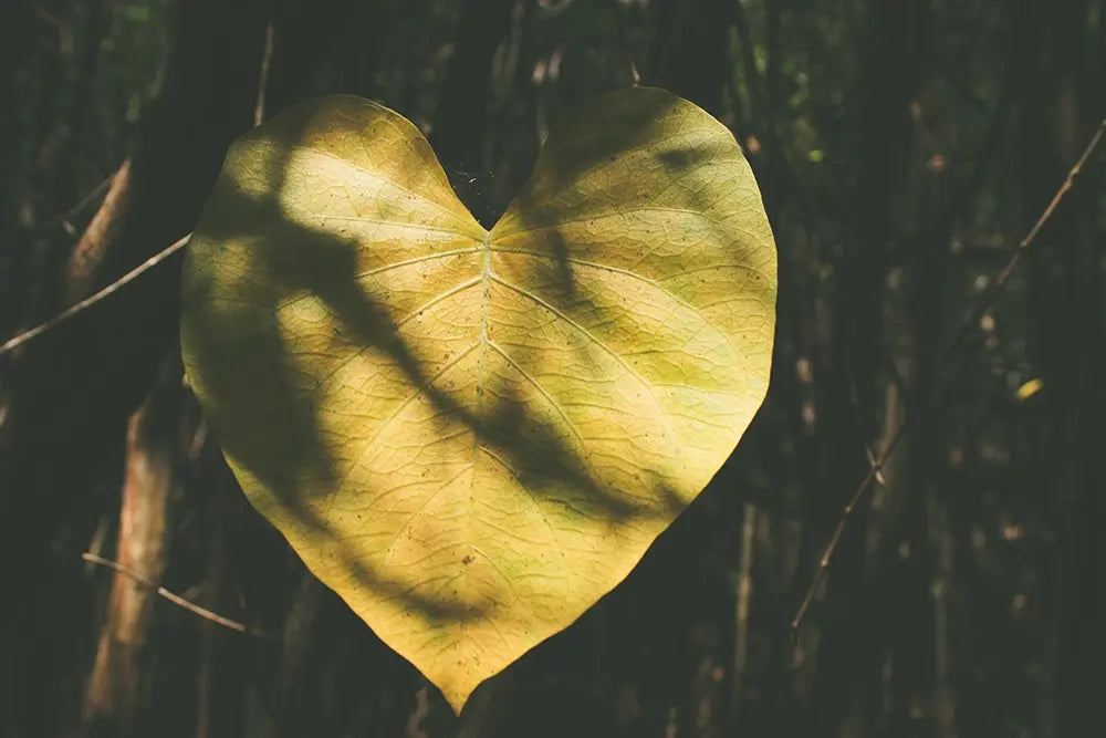 feuille d'arbre en forme de coeur eco anxiete comment lutter contre eco anxiete