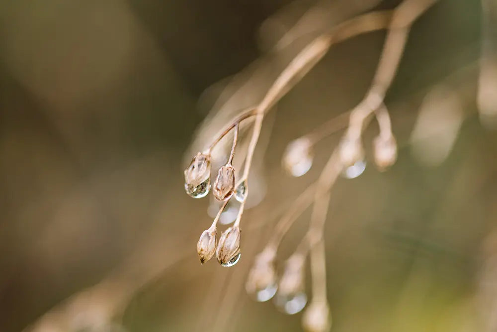 bain de foret appel de la nature photo branche d'arbre avec goutte