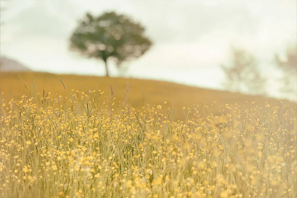 champ de santolines fleurs jaunes rythmes circadiens