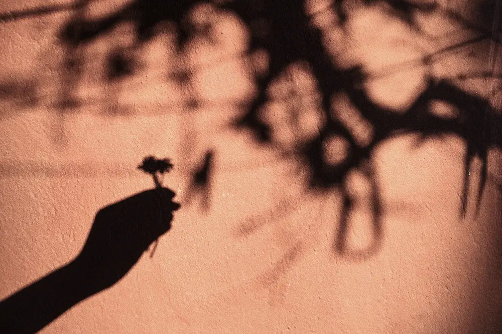 photo ombre d'une main qui tient une fleur mur rouge terre soin holistique