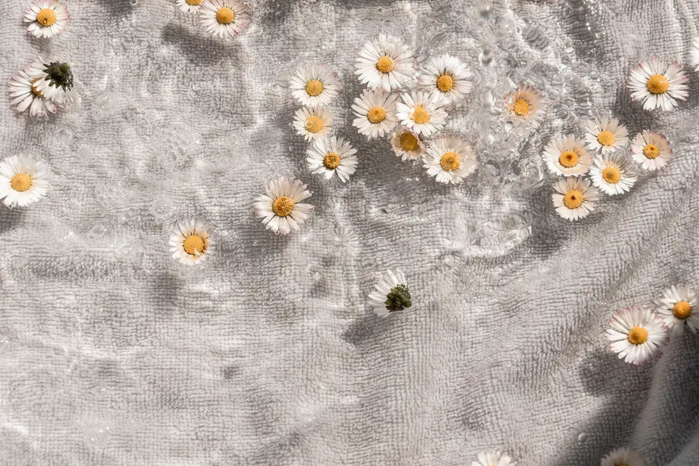 marguerites qui trempe dans de l'eau