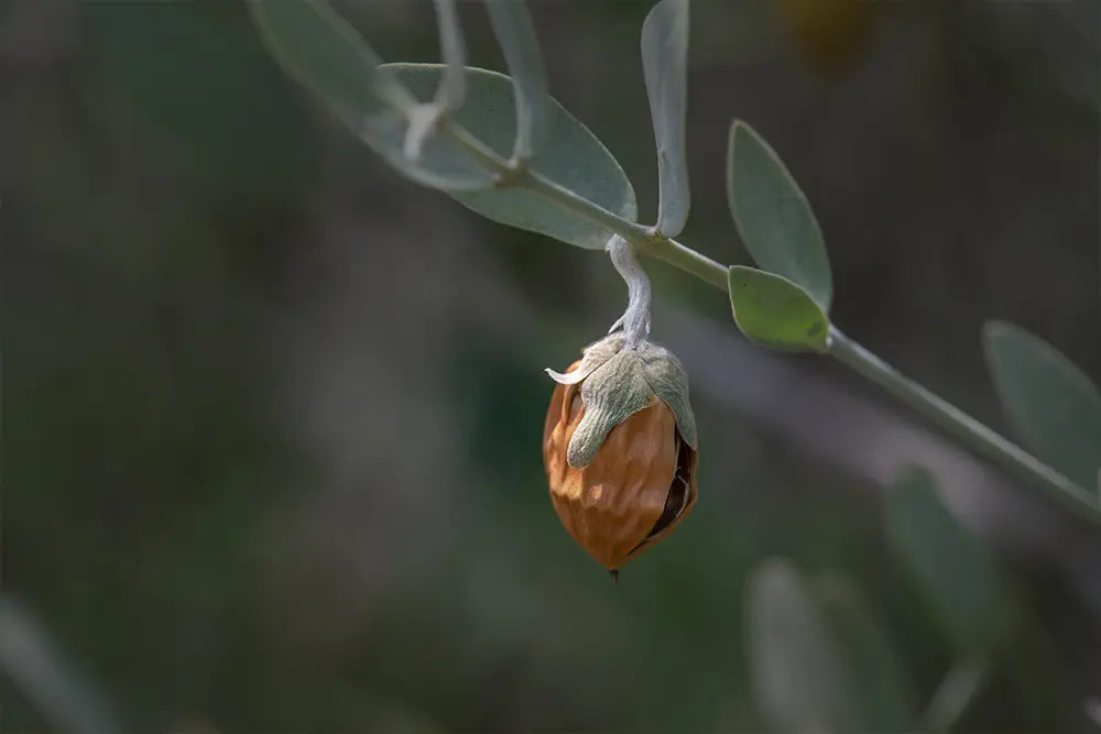 photo d'une plante en train de pousser éclore ingrédients locaux marque de cosmétique bio française