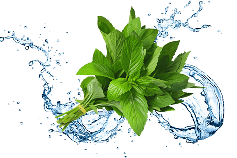 Difference Between Menthol and Mint?