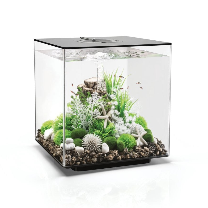 60 litre cold water fish tank