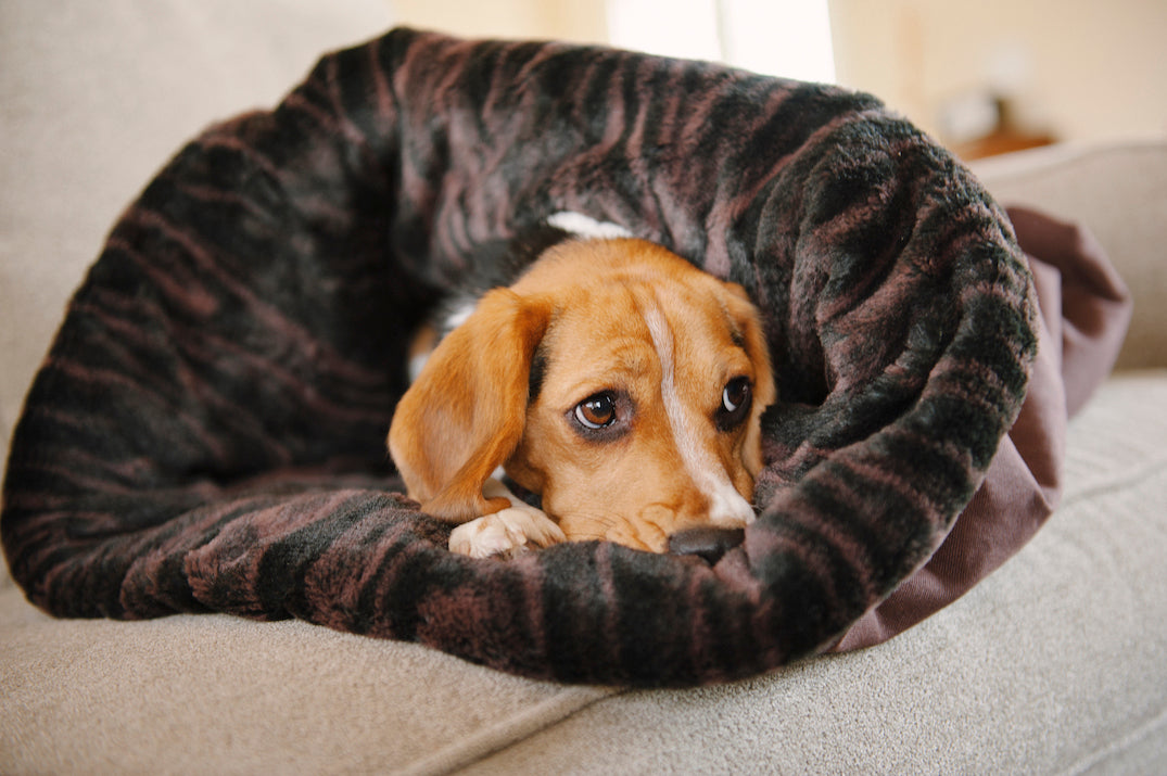 Beagle is hiding in P.L.A.Y. Snuggle bed