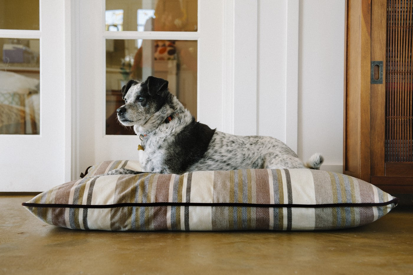 Black and white Fox Terrier,Smooth lies on P.L.A.Y. Seacoast Horizon Pillow bed in front of entrance door