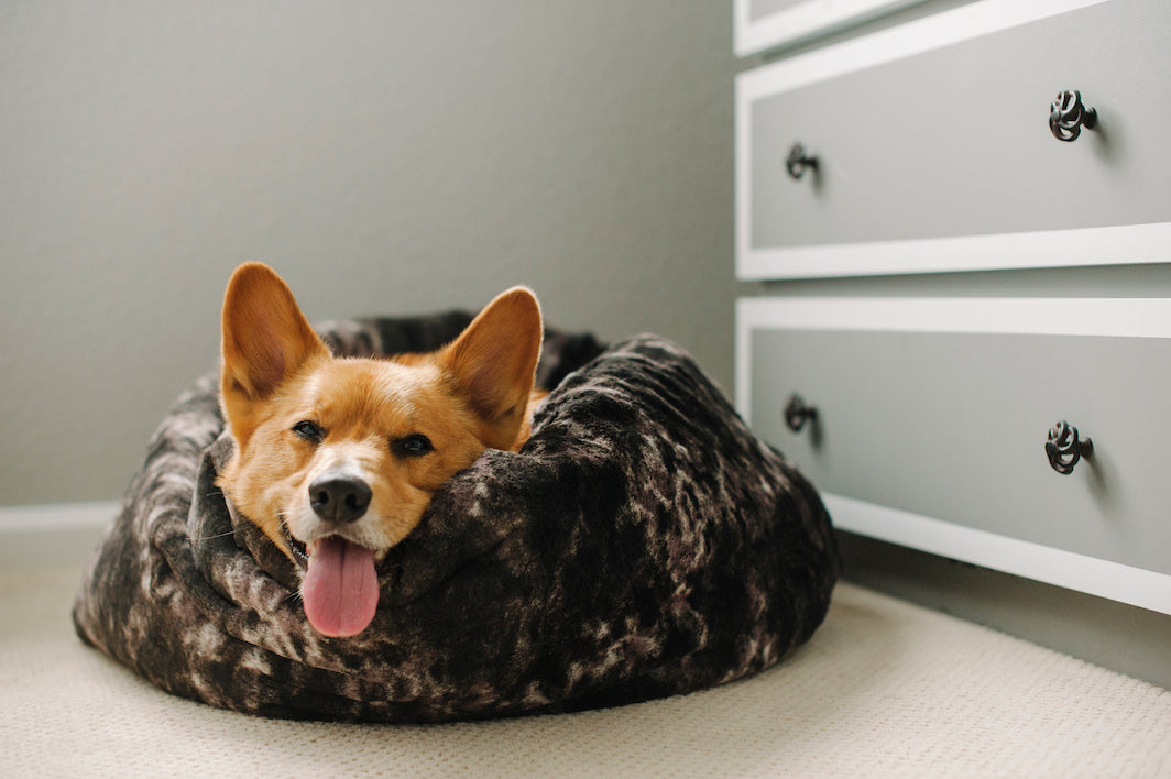 Corgi dog is enjoying in P.L.A.Y. Snuggle bed