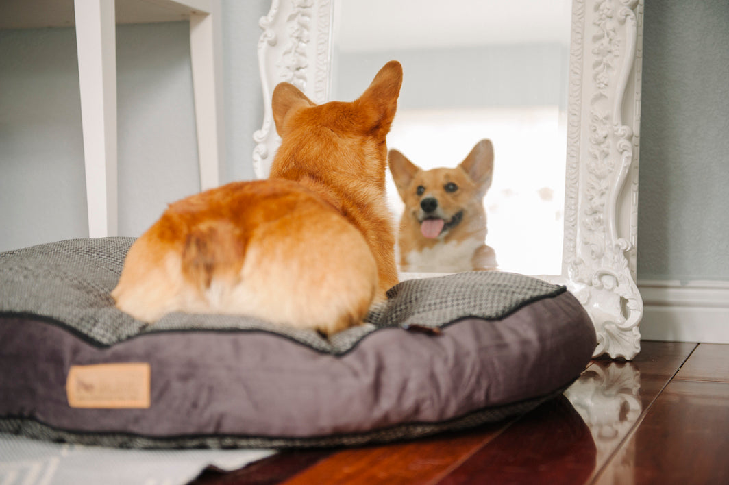 Corgi dog is looking in the mirror from P.L.A.Y. Rectangular Bed