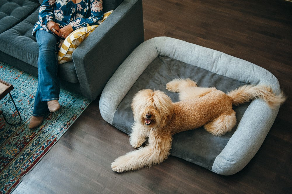 Golden Tibetan Terrier is resting on P.L.A.Y. Memory_foam_bed in the living room