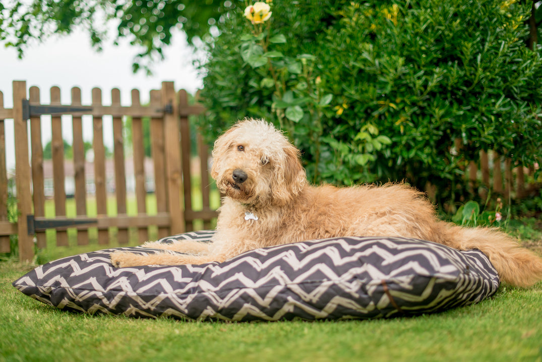 Labradoodle dog lies on P.L.A.Y. Outdoor bed in the garden