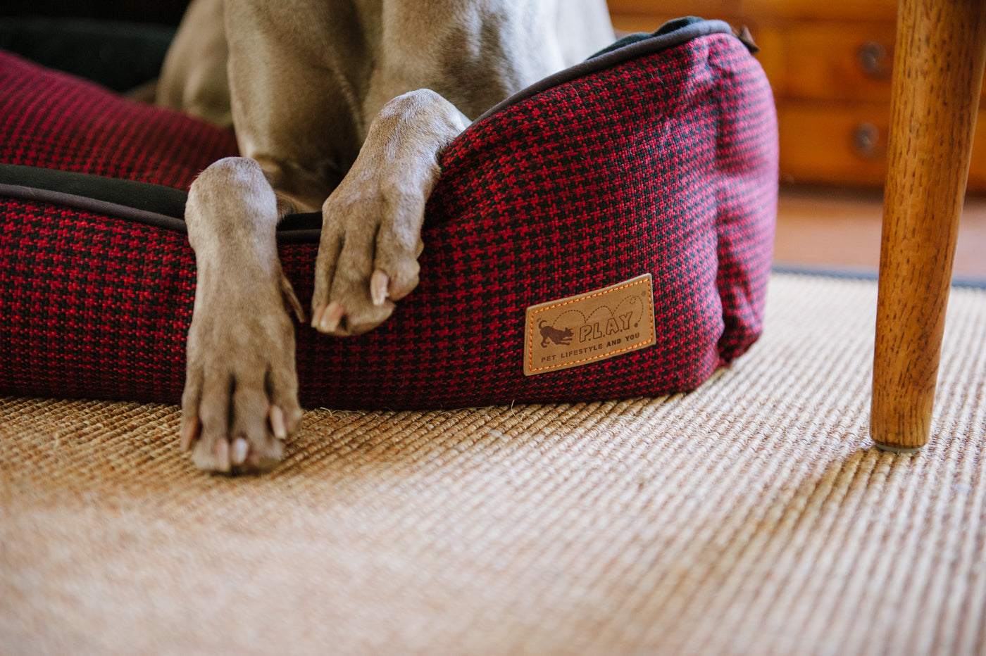 Paws of Weimaraner dog plaiced on the P.L.A.Y. Cayenne Red Hondstooth  Lounge Bed